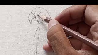 How to draw Blue and Gold Macaw  Easy Macaw Painting tutorial  Macaw Painting Step by Step  Macaw [upl. by Ulrikaumeko249]