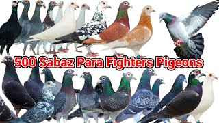 Best Racer Hummer and Greazer Pigeons Pigeon Loft  1000 Racer Pigeons In Mohsin Khan Loft foryou [upl. by Eyssej]