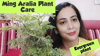 Ming Aralia Plant Care in summers Ming Aralia Plant की सही देखभाल कैसे करे [upl. by Ynnatirb]