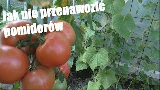 Nawożenie Pomidorów 🍊 jak je nie przenawozić [upl. by Bello]