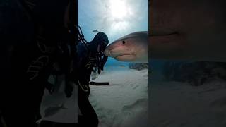 shark ocean fish amazingfacts underwater new trending dastan latest facts fact fishing [upl. by Ynahpets]