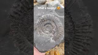 Opening an ammonite nodule on the beach fossil shorts [upl. by Bobby]