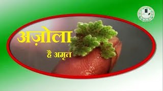 कृषि और पशुपालन के लिए अमृत है अज़ोला Azolla [upl. by Akiraa378]