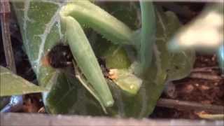 praying mantis eats caterpillar  Gottesanbeterin frisst eine Raupe [upl. by Shelia726]