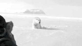 Polar Bear Encounter in Nunavut [upl. by Renata303]