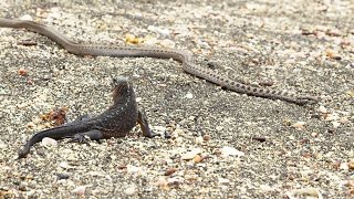 Iguane VS serpents  tension maximale  ZAPPING SAUVAGE [upl. by Weintrob324]