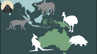 The Story Behind Australias Weird Animals [upl. by Dekeles]