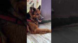 shorts  Naan Pattu sivananu dhana erudha petlover gsd [upl. by Twedy]