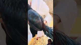 Chacha Sheri mianwali aseel rooster aseelhen aseelmurga aseelroosters [upl. by Harl]