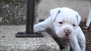 American Bulldog Puppies [upl. by Haleak]