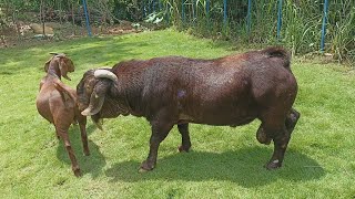 The Best Red Boer and Red Kalahari goat farm in village  Boer Goat Farm [upl. by Ahsinom715]