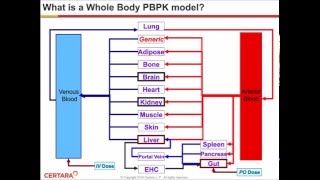 Precision Dosing Using PBPK Modeling [upl. by Eittik]