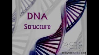 DNA Structure [upl. by Pooi531]