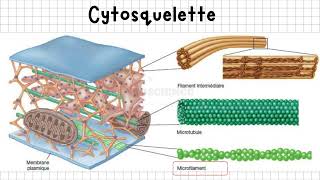 Vidéo 1  Cytosquelette  Présentation générale [upl. by Antonin]