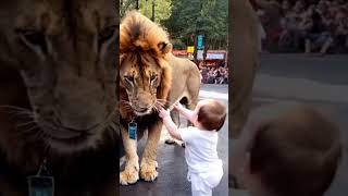 🙏🙏Lion Meets Baby Unlikely Staredown🙏🙏 [upl. by Adelia]