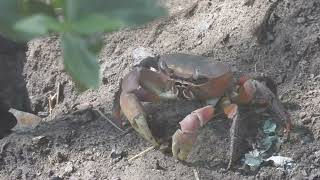 Red Crabs  Short video 4KUHD Birds Photography  Wild Video  Wildlife Animals [upl. by Bearce]