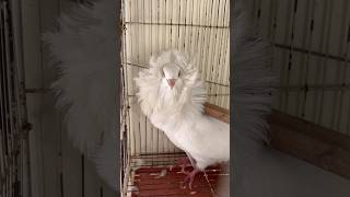 Fancy kabotar pakr liya😱 viralvideo birds pigeon foryou lovebirds mostviral fyp [upl. by Gustafson]