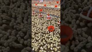 poultry broiler chicks feeding and brooding feeding brooding poultry broiler chicks chicken [upl. by Wilterdink]