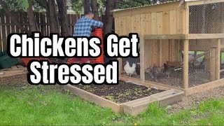 Chickens Get Stressed How to Keep Your Flock Calm [upl. by Mathias]