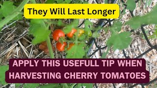 Tip On Harvesting Cherry Tomatoes [upl. by Notaes]