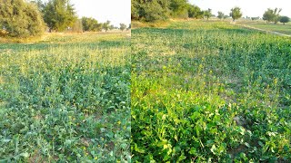 Barish na hunay ki waja say sarson ki ya halat ho Gai hay  Malik house garden [upl. by Hadria614]