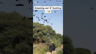 Amazing owl hunting 🦉😱 birds hunting shorts viralshorts trendingshorts youtubeshorts [upl. by Nanis]