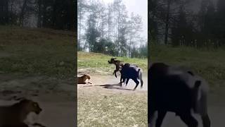 funny lionsfight animals buffalofight cow lionfight memes comedy angrybuffalo shorts [upl. by Erasmo900]