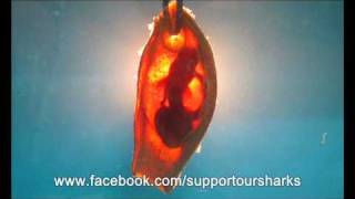 Bamboo Shark Embryo [upl. by Alyhc]