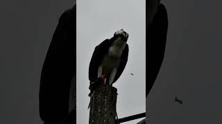 Osprey eating its catch nature florida wildlife birdsofprey [upl. by Saxela]