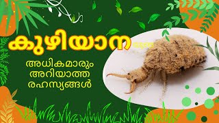 കുഴിയാന  The Fascinating World of Antlions Unveiling the Secrets of their Larvae [upl. by Retrop]