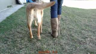 FISIOTERAPIA VETERINÁRIA  REABILITAÇÃO LUXAÇÃO DE PATELA  LABRADOR CRISTAL [upl. by Iggie]