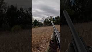 Folding a Pheasant hunting northdakota fyp [upl. by Amirak641]