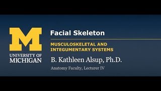 Skeletal System Skull  Facial Skeleton [upl. by Johnson]