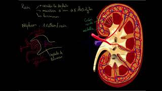 Le rein et le nephron [upl. by Spiers342]