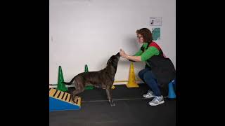 Trainen van de achterhand  Sport en Spel voor Dieren [upl. by Lander300]