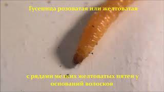 ФИТОФАГИ Мельничная огневка  Ephestia kuehniella [upl. by Rhines]