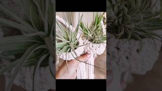 Macrame air plant hanger in progress macrametutorial macramepattern airplanthanger [upl. by Nerrot]