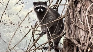 Foggy Evening Walk Golden Gate Park sanfrancisco ggpark birds bison nature raccoon ducks [upl. by Aremmat660]