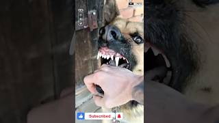 Dangerous Dog shorts ytshorts viralshorts dog [upl. by Sukramed917]