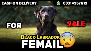 Black Labrador female available for salecash on delivery availablecontact number 03314957619 [upl. by Schaaff]