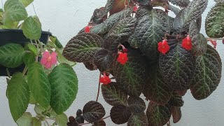 Lacinhos de amor estão um verdadeiro Tapete de Rainha EPISCIA PLANTA DE SOMBRA [upl. by Alroy894]