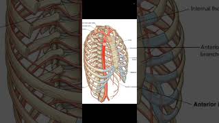 Thoracic wall  intercostal vessels and nerves [upl. by Rolan]