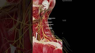 Muscle and nerve anatomy of the neck meded anatomy 3dmodel [upl. by Johan580]