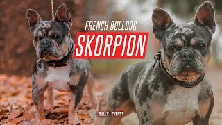 Chevys Feed  SKORPION French Bulldog Stud 2019 RARE [upl. by Aicre773]