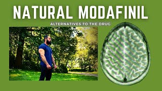 How To Get Modafinils Effects without Modafinil Natural Alternatives [upl. by Araid]