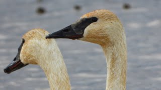 Trumpeter Swans [upl. by Eceinhoj]