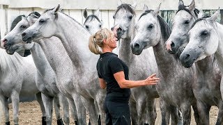 Cavalia horses introduced in downtown Montreal [upl. by Garland446]