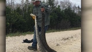 On the hunt to get rid of Floridas invasive pythons [upl. by Enehpets]