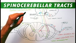 Spinocerebellar tracts  Neuroanatomy Tutorial  Ascending pathways [upl. by Darice818]