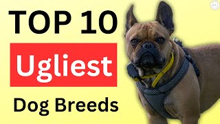 Unleashing the Truth The Top 10 Ugliest Dog Breeds You Wont Believe Exist [upl. by Fridell]